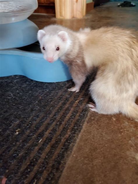 nigripes), belonging to the weasel family (Mustelidae). . Ferrets for sale okc